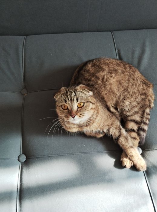 Отдам кошку в добрые руки
