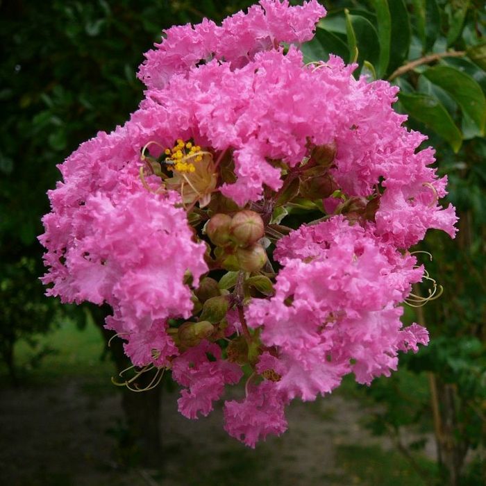 Liliac Indian (Toate culorile Disponibile )