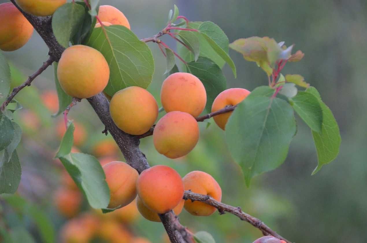Саженцы плодовых деревьев абрикоса двухлетний, высокоурожайные.