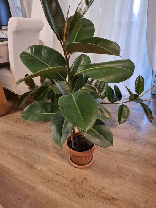 Ficus frunze mari și sănatoase,in ghiveci ,inalt de 1 m