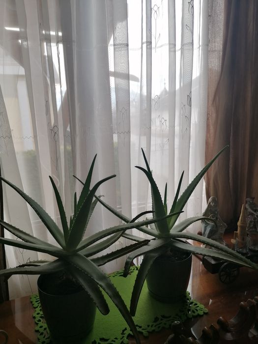 Vând planta Aloe