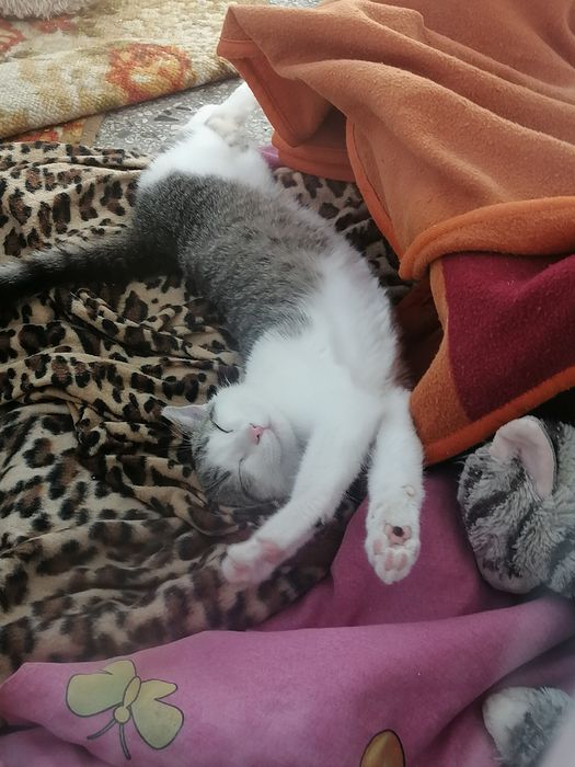 Коте порода Любов