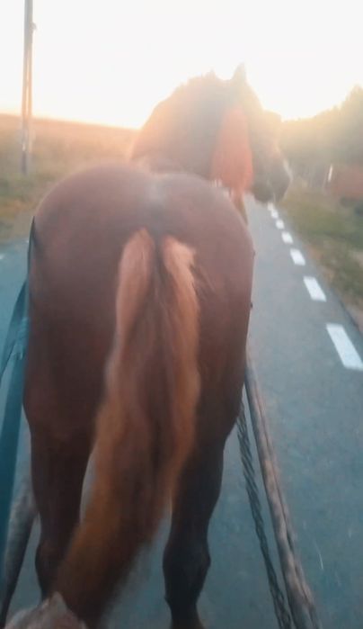 2200euro negociabil  Roman judetul Neamț