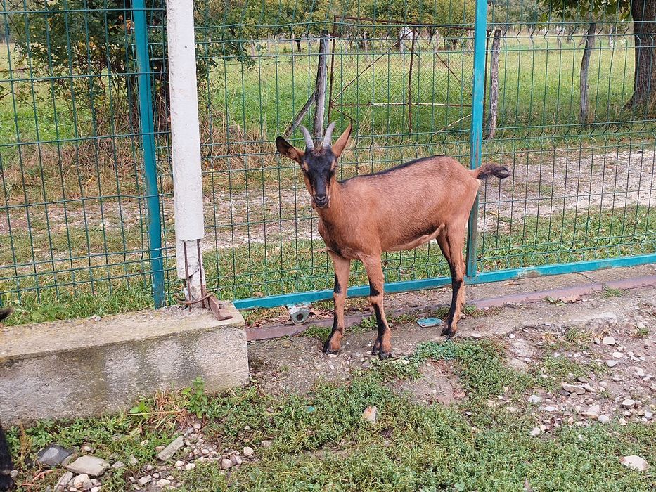 Vând iada alpina franceza  montată