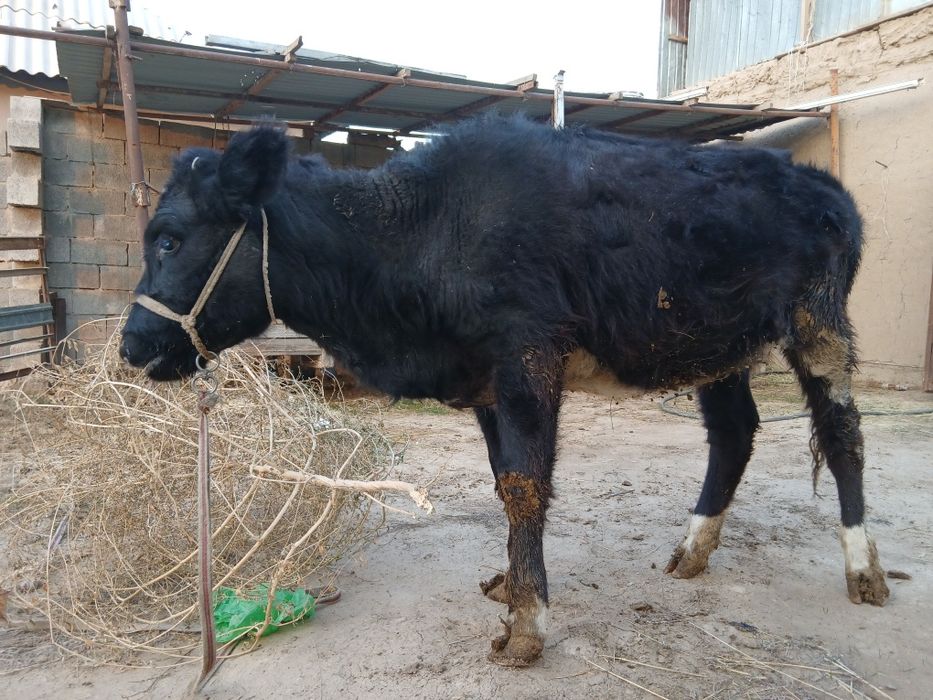 Тана сатылады  тез алып улгеремыз
