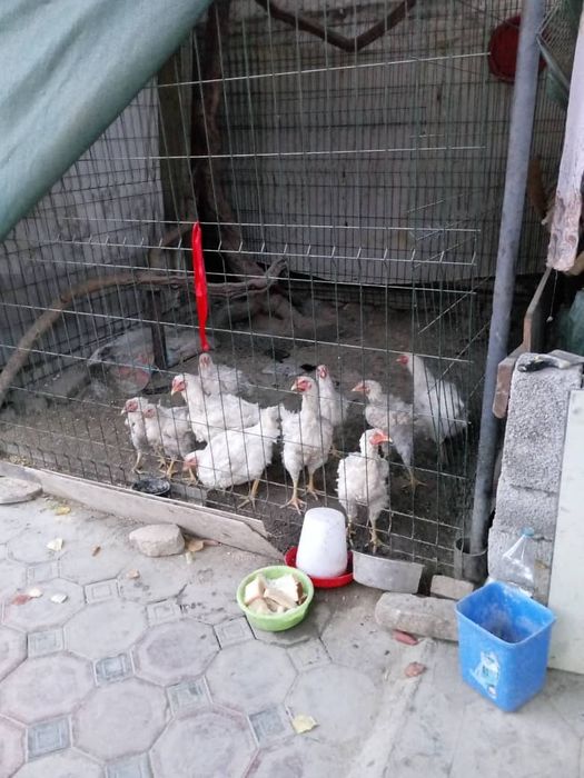 Дамашни товула сотилади оладиганла тел килила