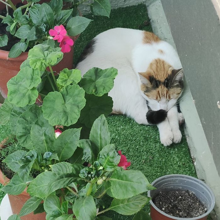 Luna, o mi-nu-ne de pisică. Adopt-o!
