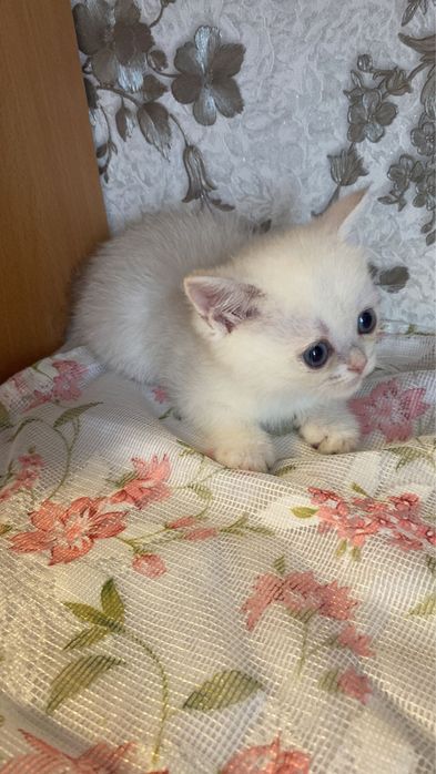 Шиншиллы синеглазые