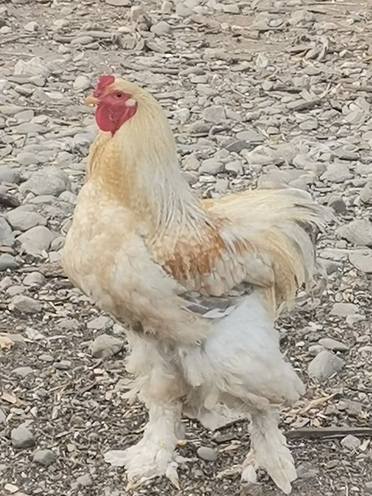 Vând doi cocoși brahma sau schimb.