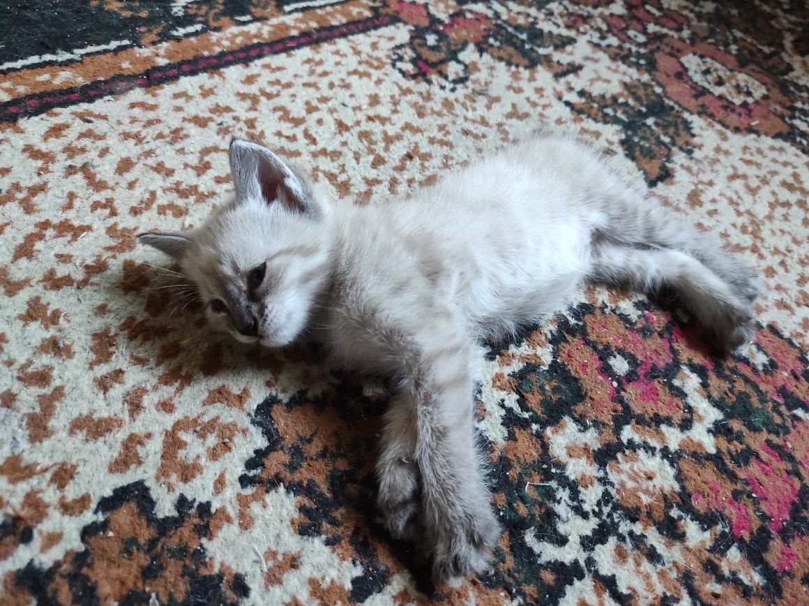 Сиамский котенок , мальчик