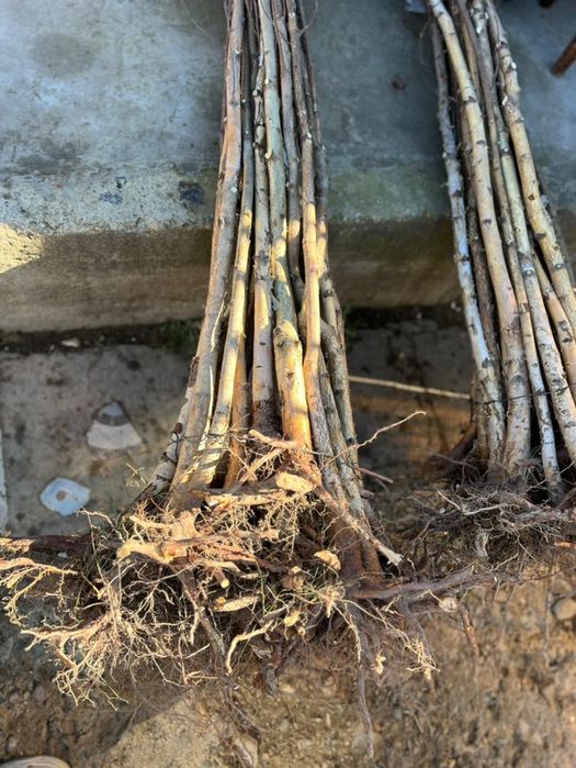 Puieți direct de la producător 100%