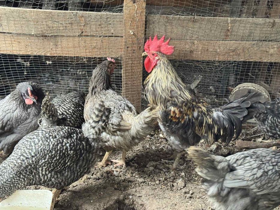 Продавам селски кокошки петли