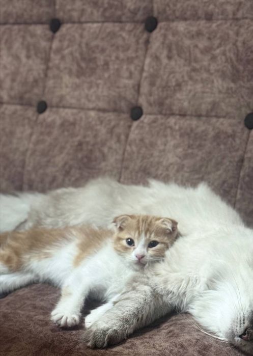 Мушук боласи  зоти " скоттишфолд " қулоқлари букилган