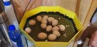 Vînd ouă pentru clocotitoare si pui australorp