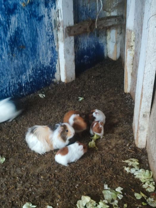 Porcușori de guineea