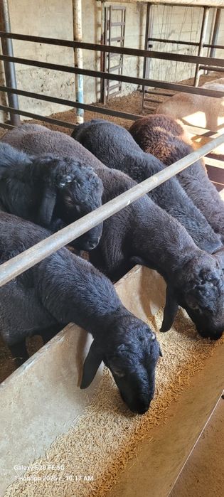 Qòchqorlar sotiladi