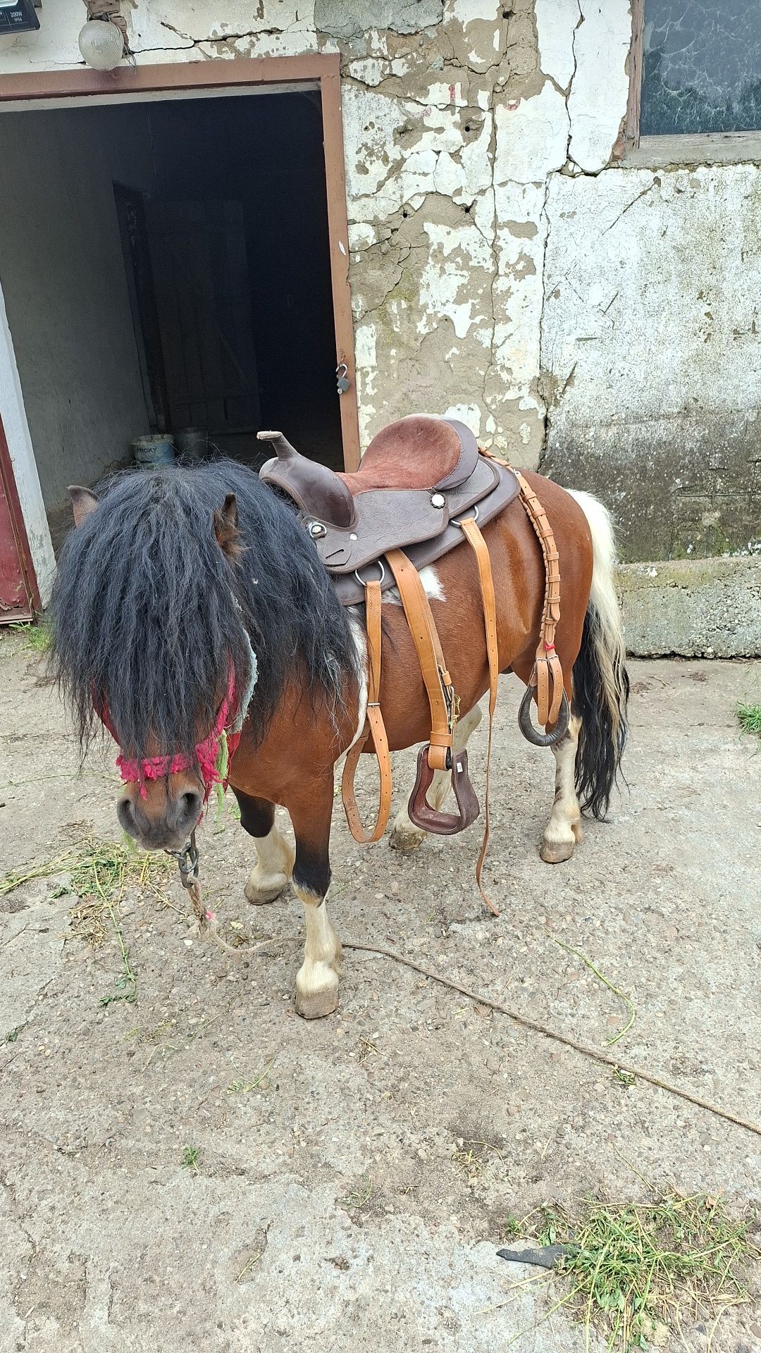 Vând ponei de talie mijlocie 120