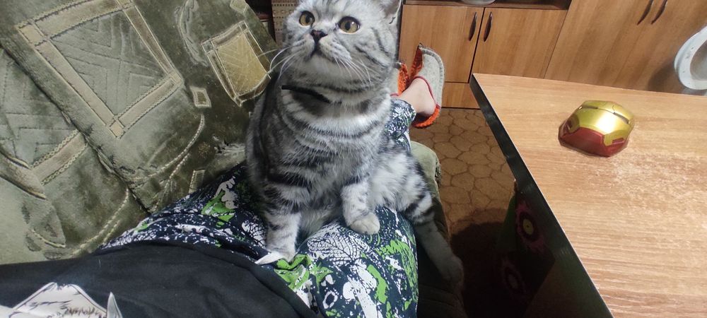 Потерялся кот. Аль-Фараби Ремизовка