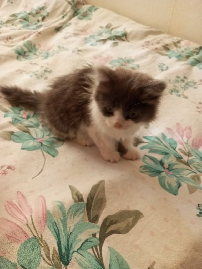 Отдам котенка девочка