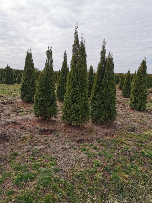 Tuia smaragd și columnaris de cea mai buna calitate