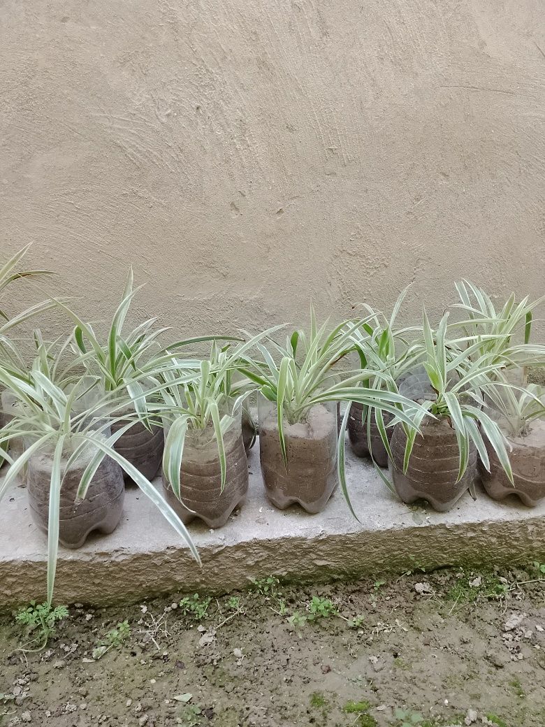 Gullar sotiladi.
