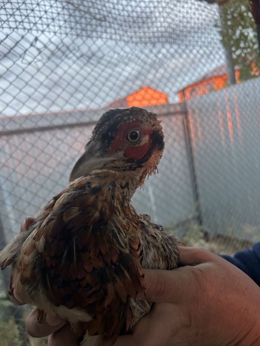 Фазаны алмазные и охотничьи