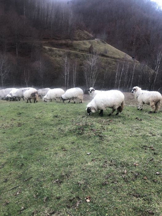 Vând oi breze de petrosani