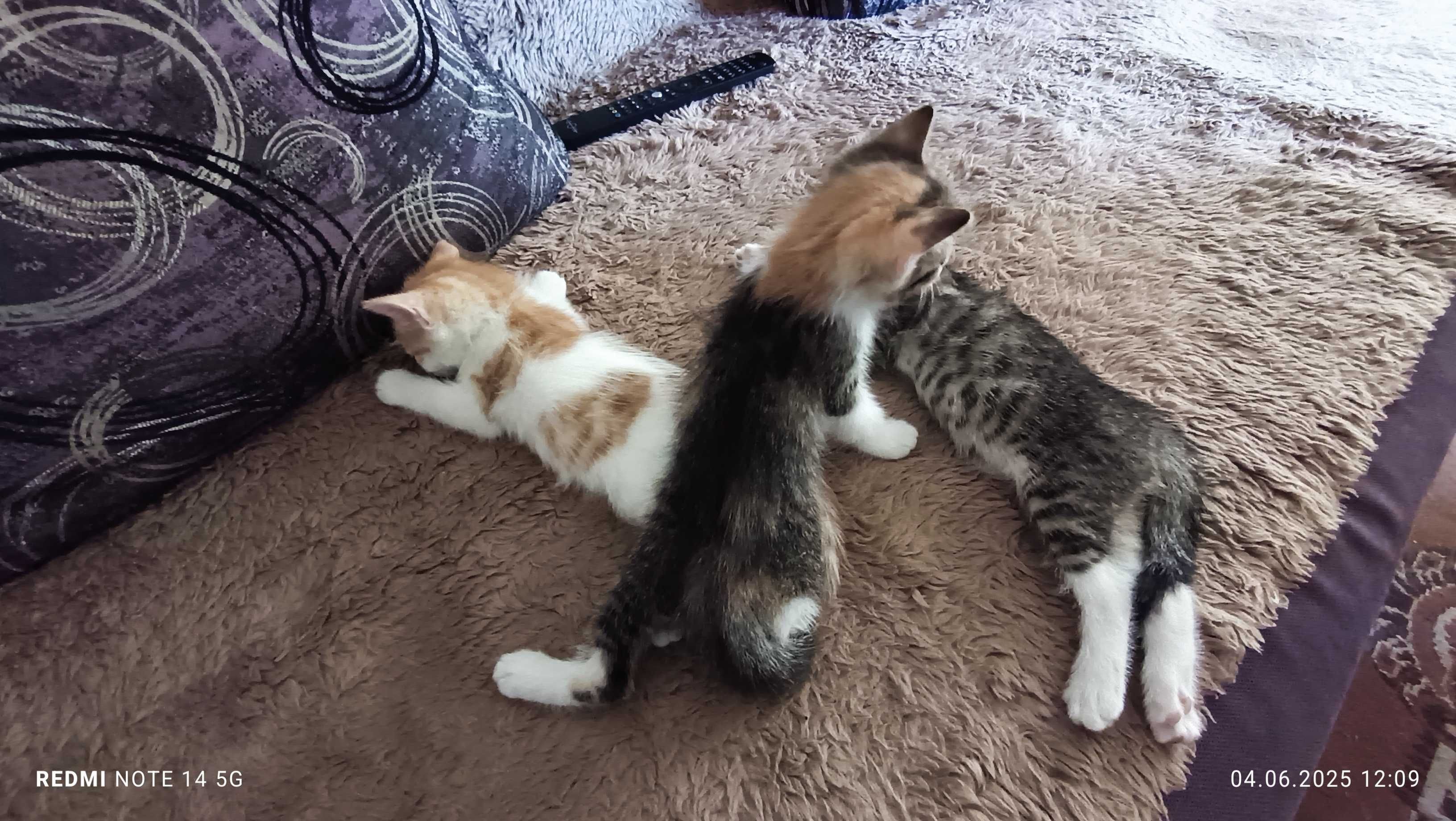 Подарявам малки котета