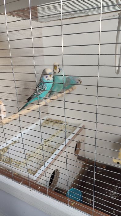 Qafas valyer qushlari blan sotaman