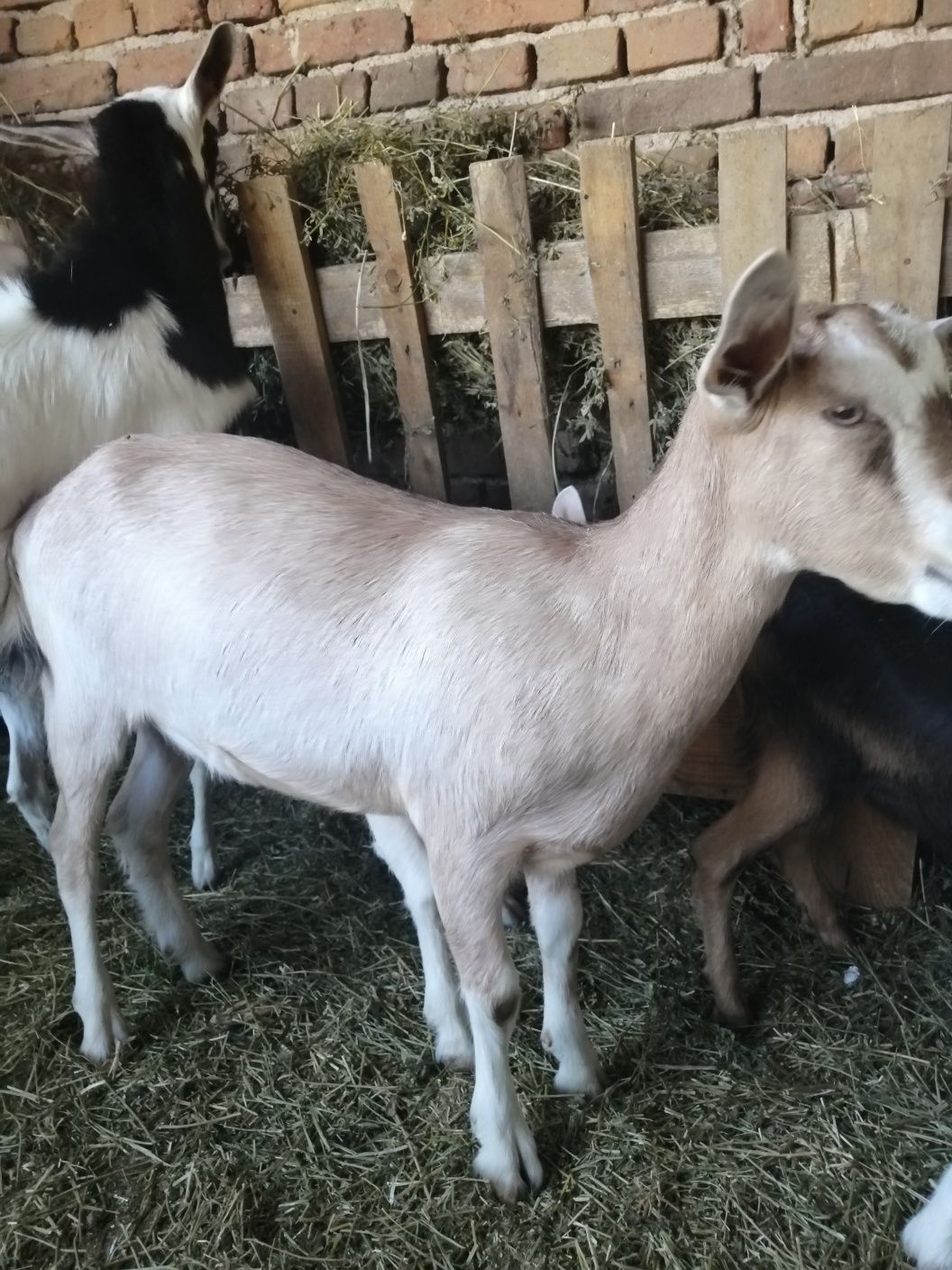 Продавам ярета и кози