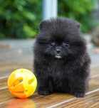 Asigur transport !!! Pui Pomeranian femela cu Pedigree !!!