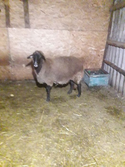 Oaie românească de vânzare