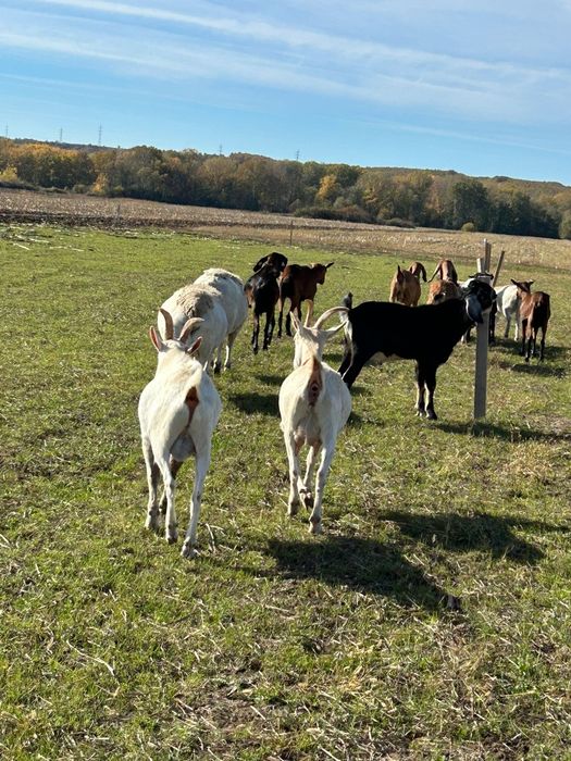 Vând țap Sanne,vârstă 8 luni