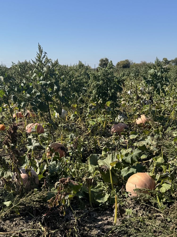 Продам тыква едовую деревенскую