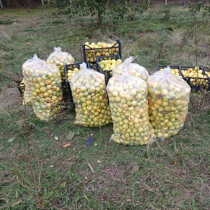 1,5 lei mere pentru tuica și industriale