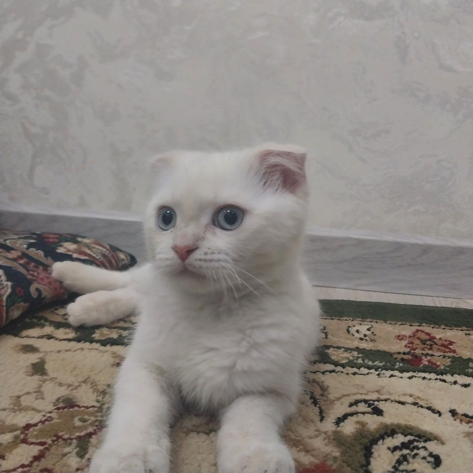 Mushuk sotiladi domashni 1mln yana kelishamjz