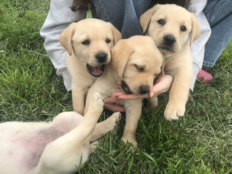 Чистокръвни лабрадор ретривър