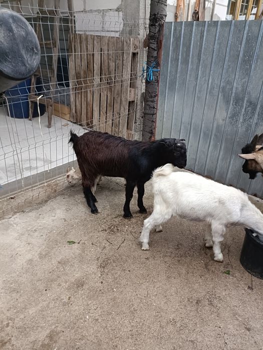 Schimb țapi cu capre.