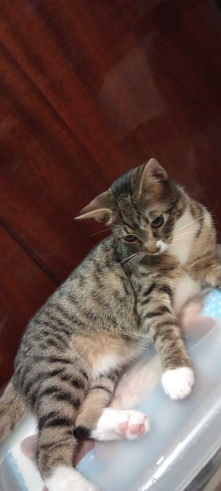 Котенца на 6 месеца търсят дом.