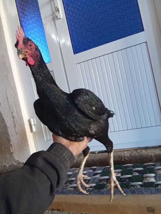 Шланг товук сотилади