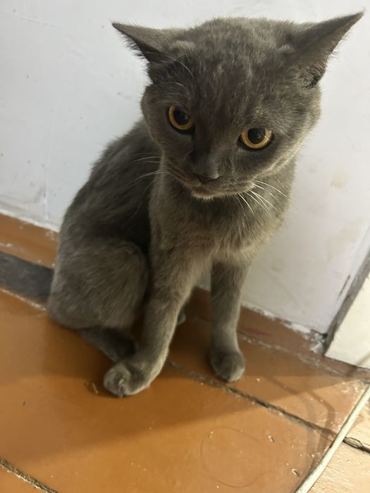 Отдам шотландского кота кастрат