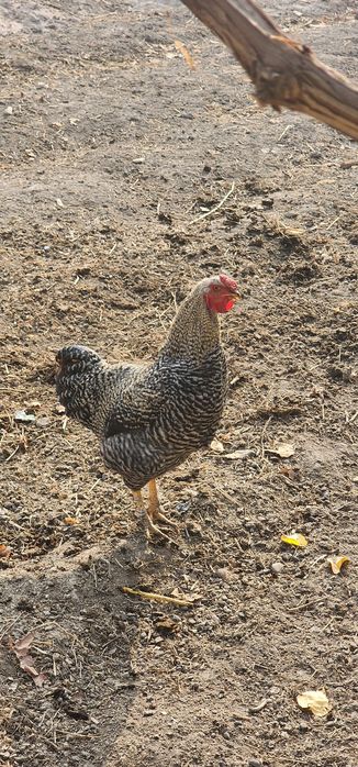 Xoʻroz 2 xil sotiladi