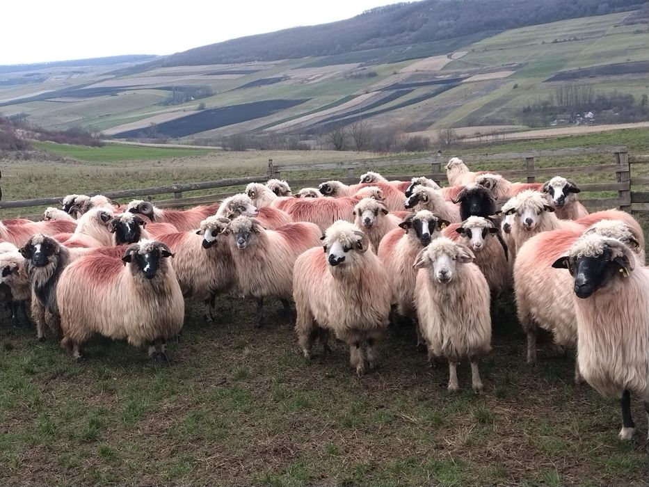 Vând 60 de oi tinere