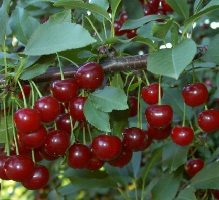 Visin (Soiul Rubin )