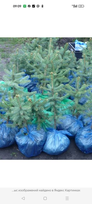 Продам сеянцы саженцы ёлка ель голубая сибирская сосна липа берёза
