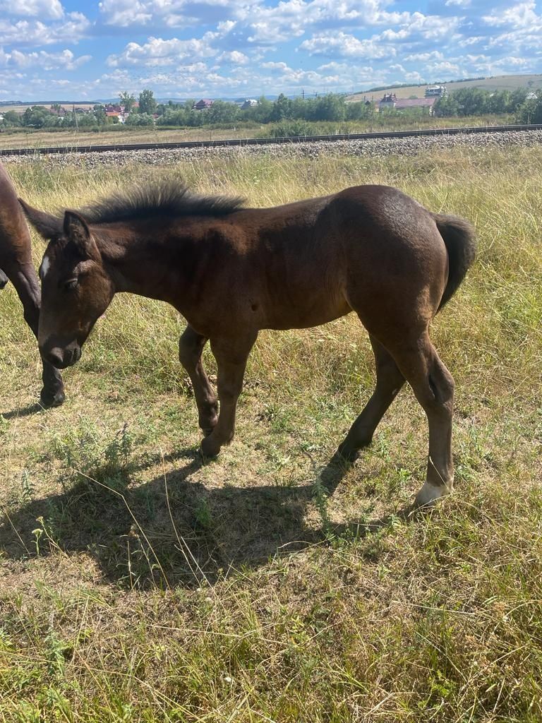 Vând 4 mnzute  în vârstă 1.an