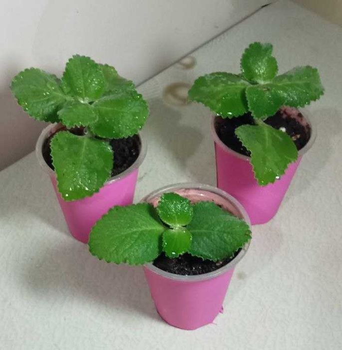 Продам. Плектрантус или домашняя мята. С приятный мятный ароматом.