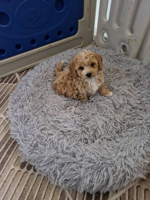 Продавам Малтипу