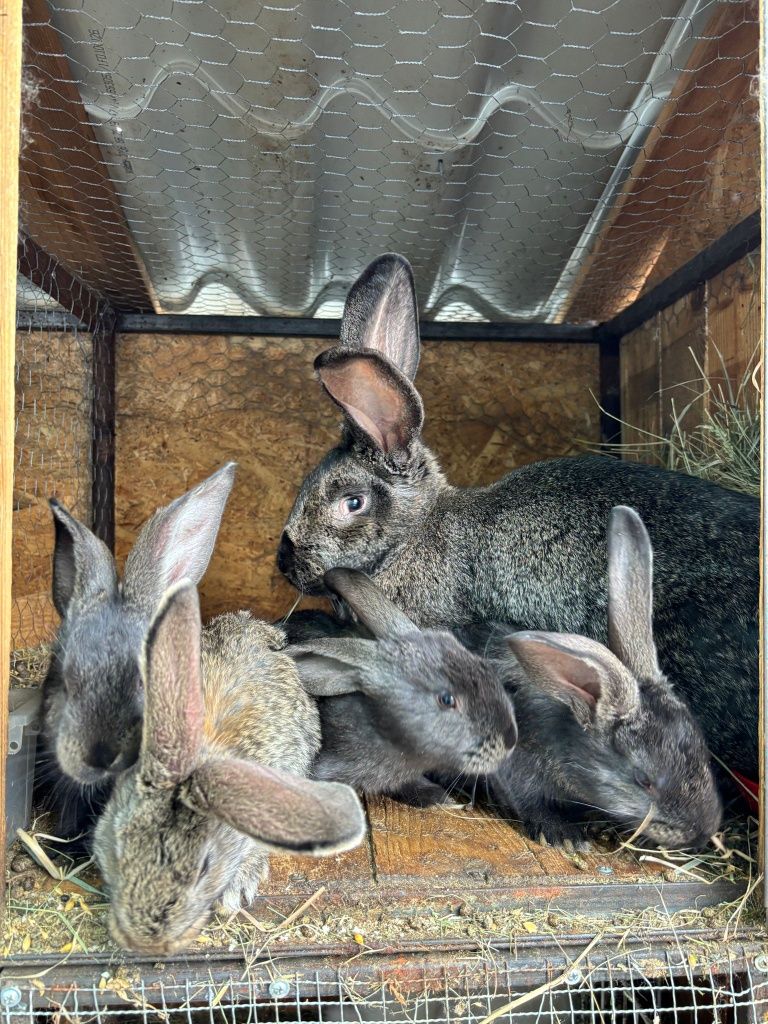 Vând iepuri mici și mari preț între 100-300 ron