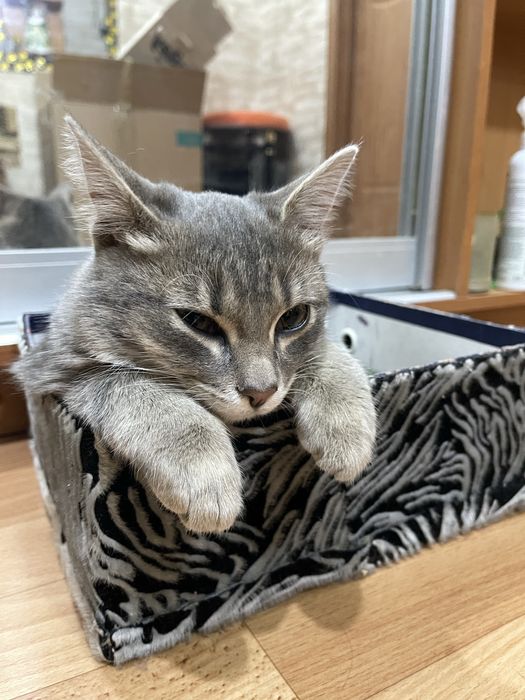 Котенок ищет дом